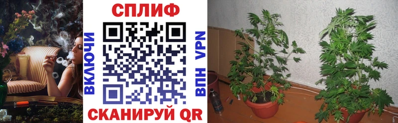 Бошки марихуана VHQ  даркнет сайт  Северская 